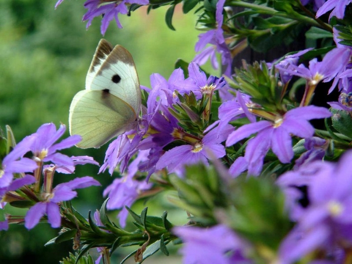 Скачать картинку на телефон: Бабочки, Насекомые, Цветы, бесплатно. . 6384.