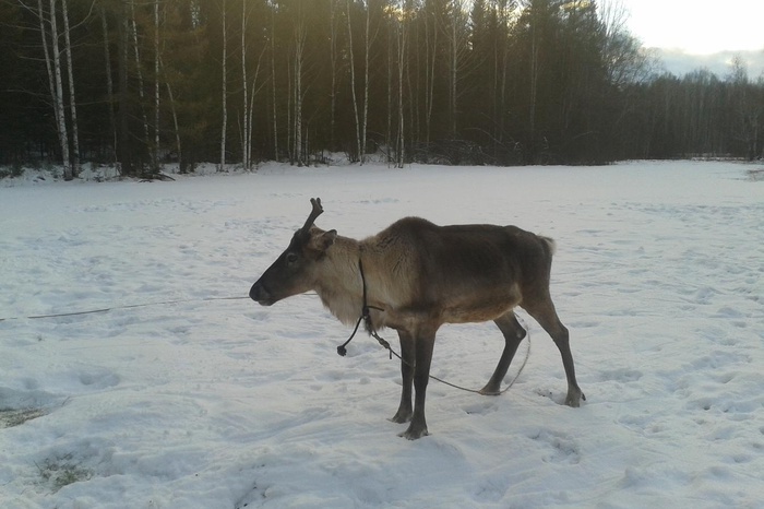 Украденному оленю-вожаку из Уральской резиденции Деда Мороза найдут замену