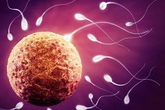 В лаборатории впервые вырастили человеческие яйцеклетки