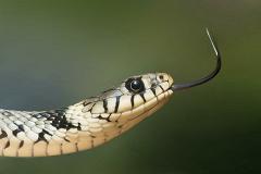 Свердловские медики сообщили, что делать при укусе змеи