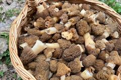 Свердловчане собрали рекордный урожай майских грибов