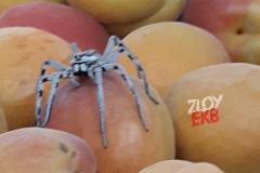 В магазине Екатеринбурга нашли ядовитого паука