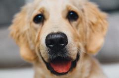 Эксперты выяснили, каких собак больше всего любят екатеринбуржцы