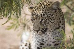 На Кавказе выпустили на волю будущих родоначальников новой популяции леопарда