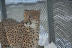 Екатеринбургский зоопарк устроит для горожан показательное кормление животных