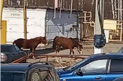 На Урале лошади покусали женщину во дворе жилого дома