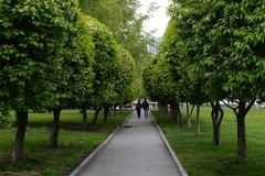 В УГЛТУ сообщили, что каждое дерево в Екатеринбурге имеет кадастровый номер