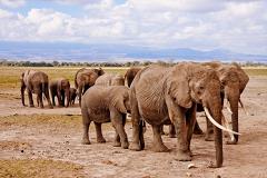 Сотни слонов погибли в Африке при загадочных обстоятельствах