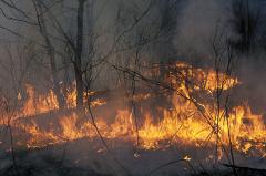 В связи с приходом тепла МЧС объявляет об угрозе лесных пожаров