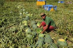 «Роскачество» проверило ранние арбузы на нитраты и пестициды