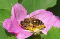 Учёные записали, как пчёлы орут друг на друга, когда сталкиваются