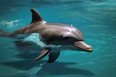 В океанариуме Екатеринбурга родился дельфиненок