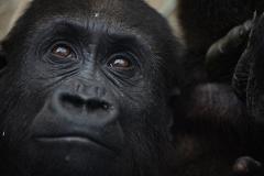 Родителей упавшего в вольер к горилле ребенка требуют наказать за гибель зверя