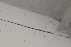 В Екатеринбурге многоэтажку терроризируют полчища комаров