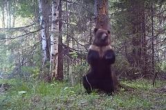 В заповеднике в Свердловской области камера засняла танцующего медведя