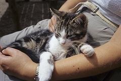 В Качканаре у котёнка обнаружили бешенство