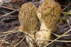 Свердловчане нашли уродливые, но очень вкусные грибы