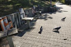 В Екатеринбурге начали исчезать скамейки