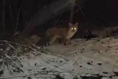 В парке Академического местные жители заметили лису — видео
