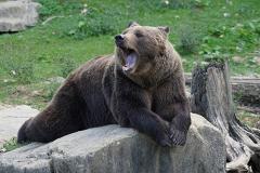 В уральском зоопарке неизвестные отравили медведей