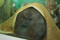 У «лесного человека» Захара из Екатеринбургского зоопарка завтра День рождения