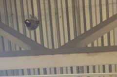 «Просто висят»: под потолком екатеринбургского гипермаркета нашли множество мёртвых птиц