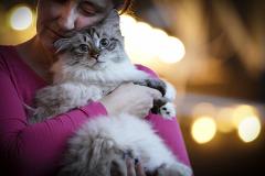 В Японии спасают от заражения коронавирусом кота, подаренного Путиным губернатору Акиты