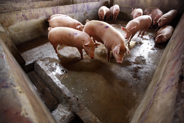 Китайская свинина впервые за 10 лет импортирована в Россию