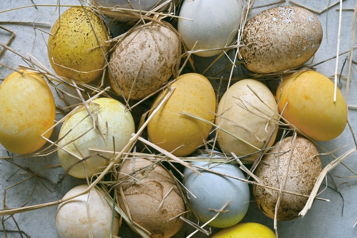 Производители предупреждают о возможном дефиците куриных яиц