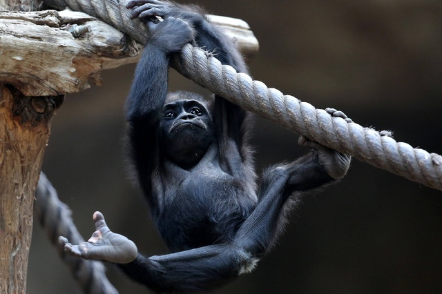 Жительницу Великобритании заподозрили в расизме из-за вязаной гориллы