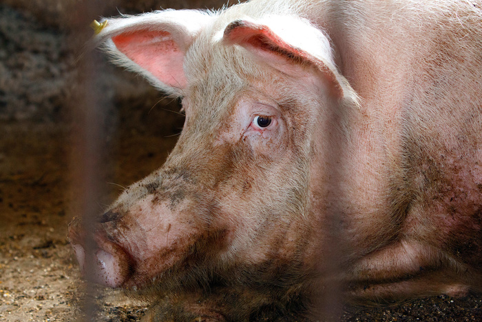 «Зеленые» объявили войну токсичным свинофермерам «Хорошего вкуса»