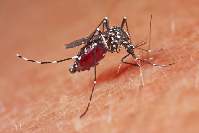 На Урале суд признал укус малярийного комара несчастным случаем на производстве