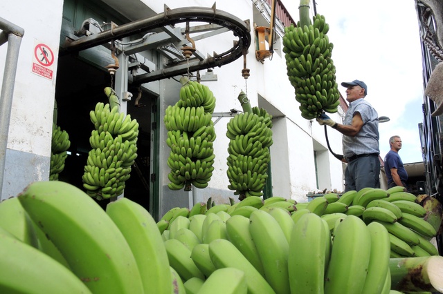 Мексика начала поставлять в Россию бананы