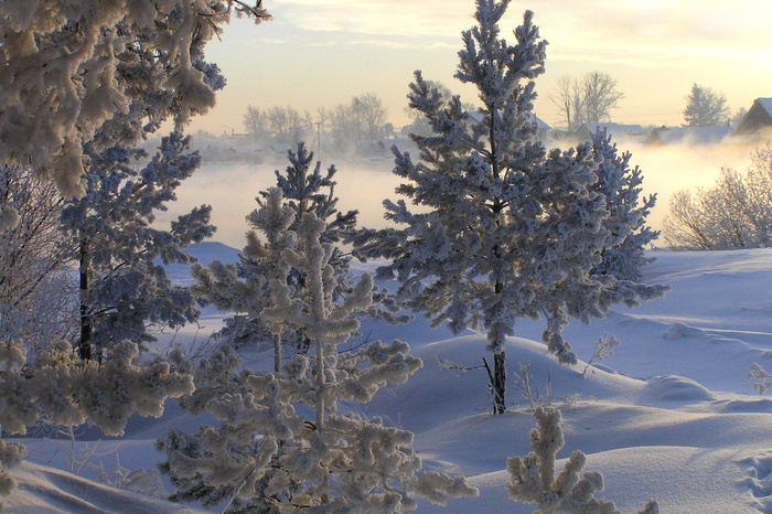 Новогодние ели в свердловских лесничествах будут стоить от 33 до 165 рублей