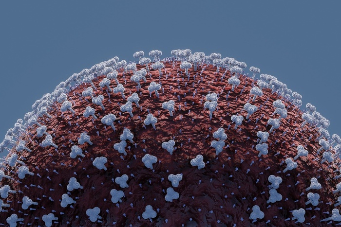 Генетики выявили сходство коронавируса с ВИЧ, которое обманывает человеческий иммунитет