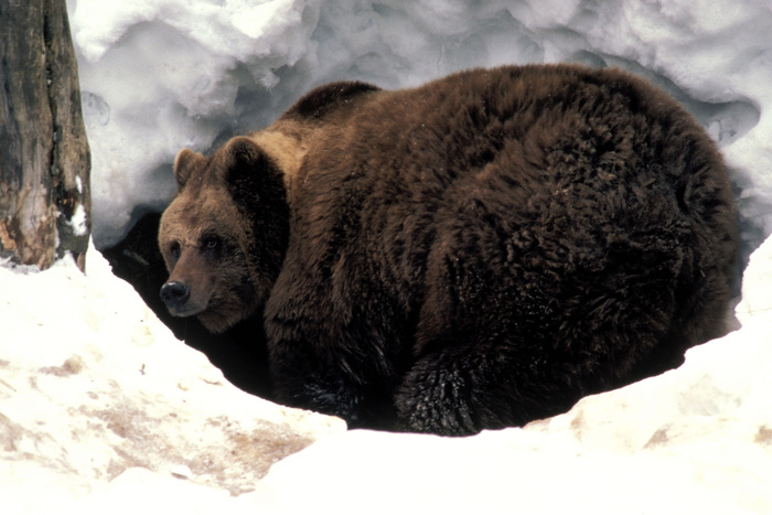 Почуяв раннюю весну, в Екатеринбургском зоопарке начали просыпаться медведи