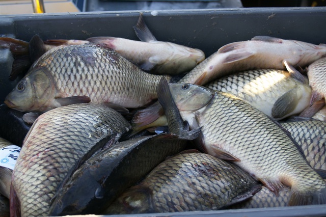 Ретейлеры пообещали рост цен на рыбу на 30%