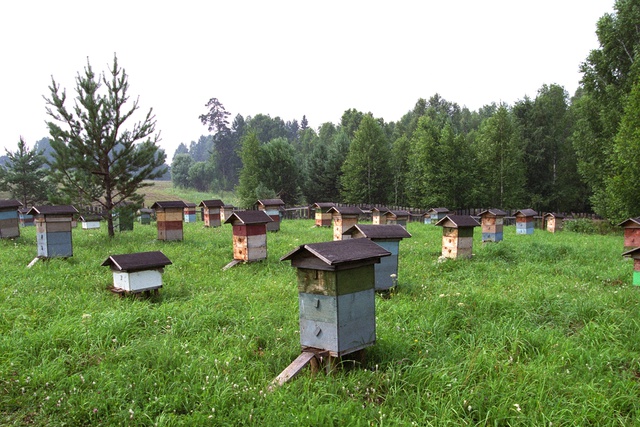 В Костроме поле конопли охраняли пчелы