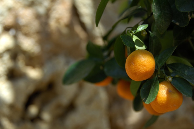 Россельхознадзор задумался о запрете на импорт греческих фруктов