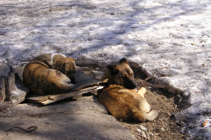 Егор Свалов рассказал, откуда в Екатеринбурге берутся бродячие собаки
