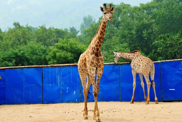 Жираф погиб в ЮАР в результате жестокого обращения