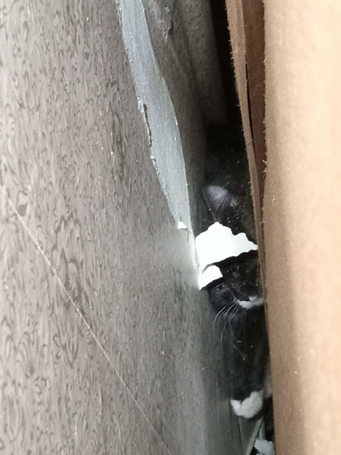 Фото: страница Зооспас во ВКонтакте