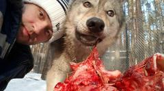 Кирилл Потапов спасает волков из зоопарков. Посмотрите, как они его любят!