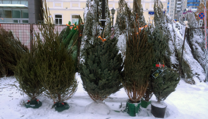 Где купить живую елку в Екатеринбурге