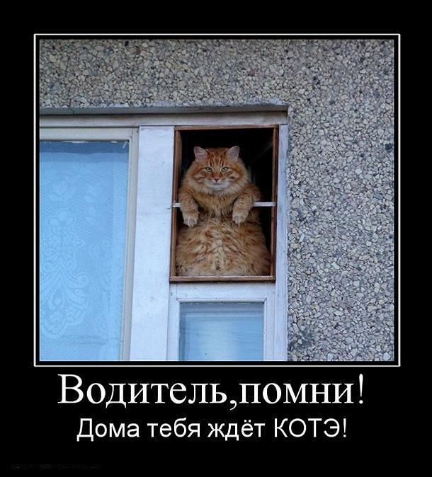 Днем рождения, картинки смешные жду тебя домашних