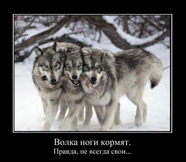 Волка ноги кормят прикольные картинки