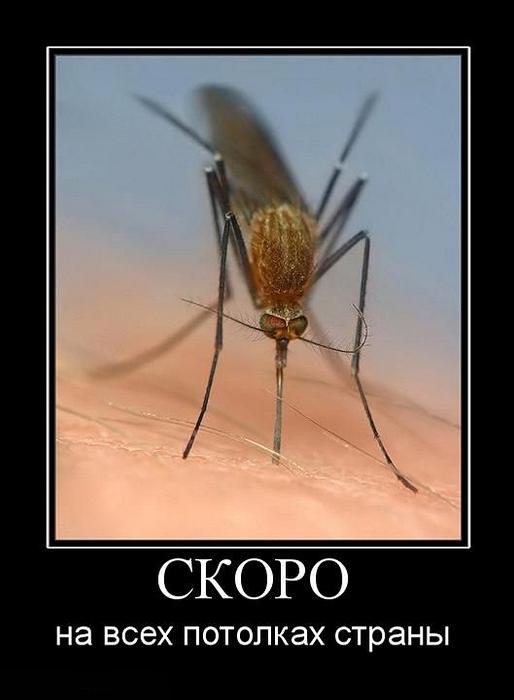 Смешные картинки про насекомых демотиваторы, выходных картинки
