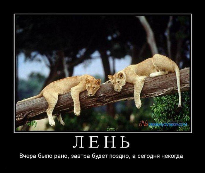 Лень работать картинки прикольные