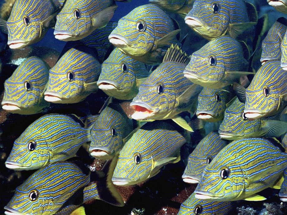 Opah SPEAKZEASY