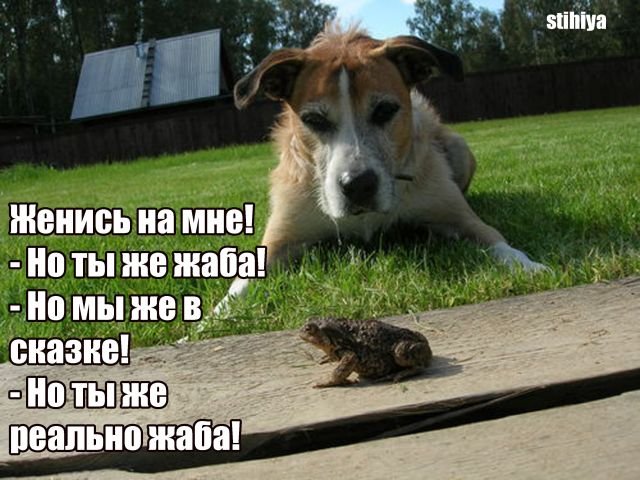Фото Про Животных С Надписью
